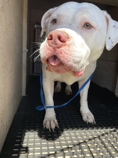 Photo of Xena, adoptable American Pit Bull Terrier in Killeen, Texas
