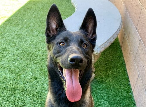 Photo of Troy, adoptable Belgian Shepherd Malinois in Moreno Valley, California