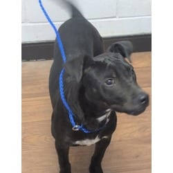 Photo of Poblo, adoptable Mixed Breed (Medium) in Baton Rouge, Louisiana