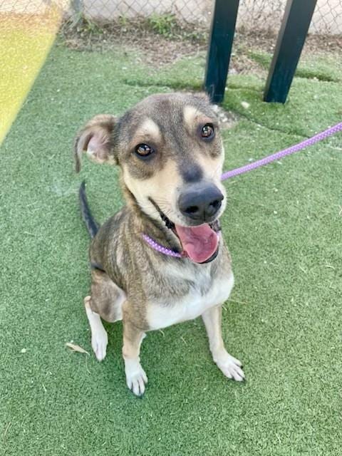 Photo of Rory, adoptable German Shepherd Dog in Pasadena, Texas