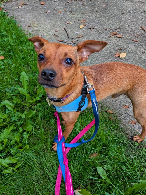 Photo of Moe, adoptable Chihuahua in Pittsburgh, Pennsylvania