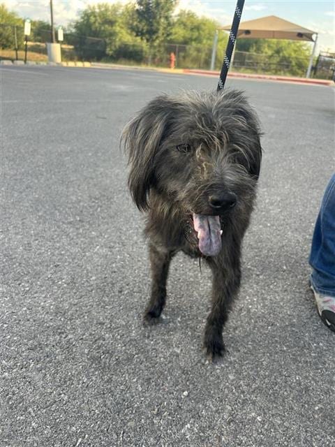 Photo of Diesel, adoptable Terrier in San Antonio, Texas