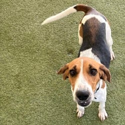 Photo of Scout 8269, adoptable Coonhound in Loxahatchee, Florida