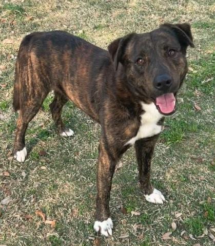 Photo of Barley, adoptable German Shepherd Dog in Texas City, Texas
