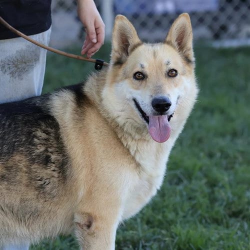 Photo of Sally, adoptable German Shepherd Dog in Modesto, California