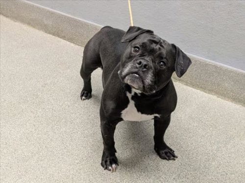 Photo of Opie, adoptable Pit Bull Terrier in Las Vegas, Nevada