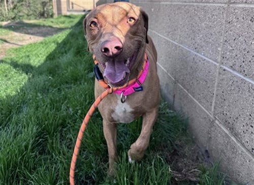 Photo of Vera, adoptable Vizsla in Denver, Colorado