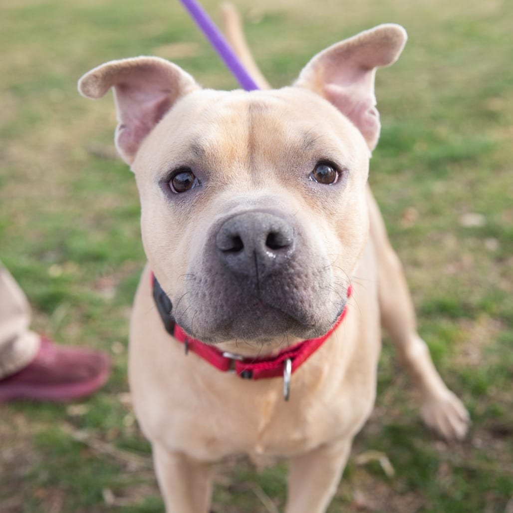 Photo of Bubs, adoptable Terrier, American Pit Bull / Mix in Kanab, Utah
