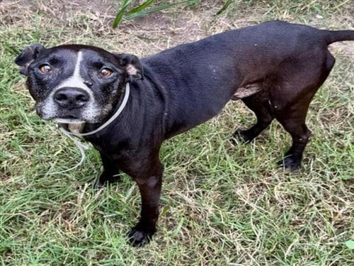 Photo of Gatsby, adoptable Staffordshire Bull Terrier in Houston, Texas