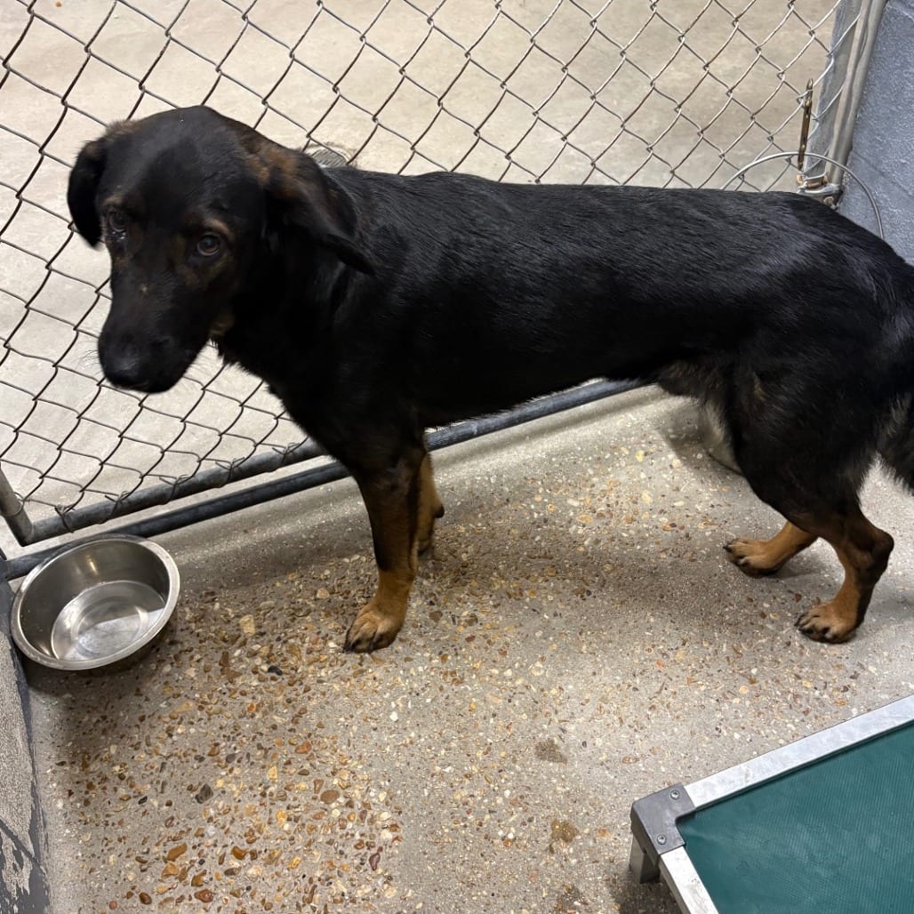 Photo of Stitch, adoptable Shepherd, German / Mixed Breed (Medium) in Buffalo, Minnesota