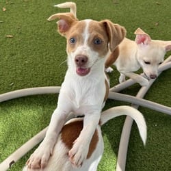 Photo of Glenn 1337, adoptable Mixed Breed (Small) Pointer in Loxahatchee, Florida