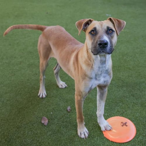 Photo of Miles Booker, adoptable Australian Cattle Dog/Blue Heeler in Waco, Texas