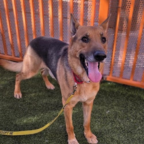 Photo of Cornelius, adoptable German Shepherd Dog in Las Vegas, Nevada
