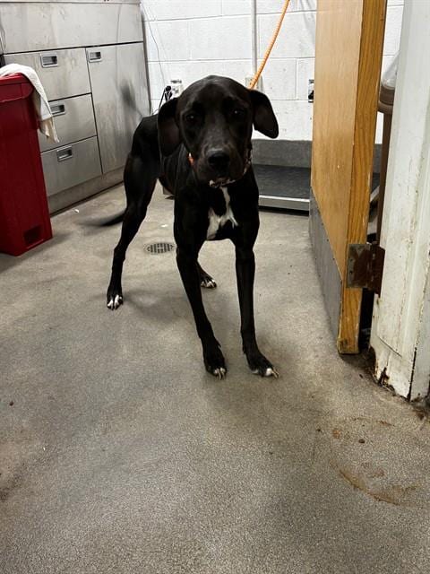 Photo of Queenston, adoptable Labrador Retriever in Forestville, Maryland