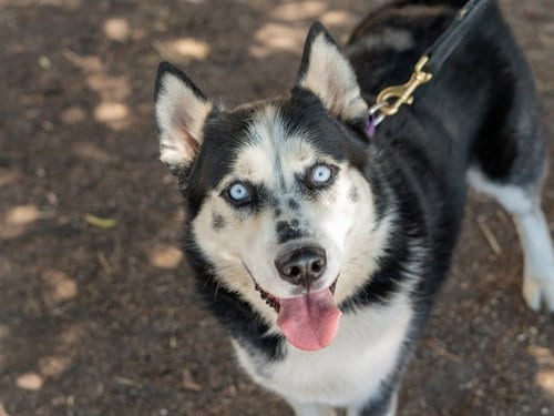 Photo of Ridley, adoptable Siberian Husky in Martinez, California