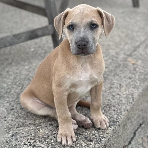 Photo of Fiji Pup - Nadi, adoptable Spaniel in San Diego, California