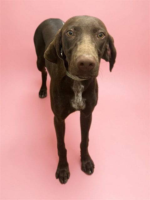 Photo of Darleen, adoptable Pointer in Agoura, California