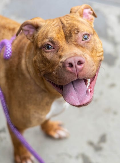 Photo of Marietta, adoptable dog in Chamblee, Georgia