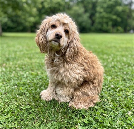 Photo of Marley, adoptable Cocker Spaniel in San Pedro, California