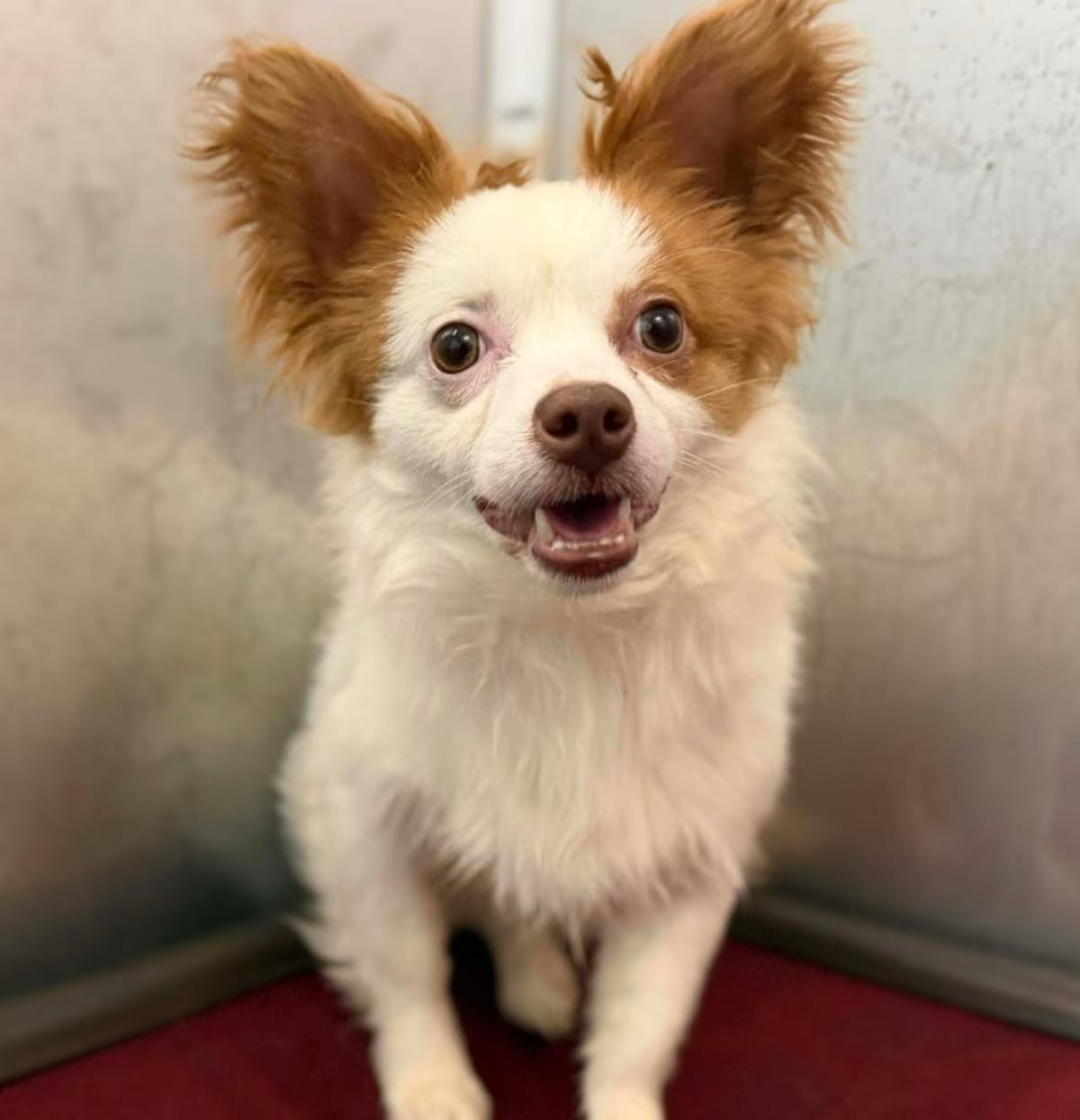 Photo of Gizmo, adoptable Papillon/Mixed Breed (Medium) in Raleigh, North Carolina