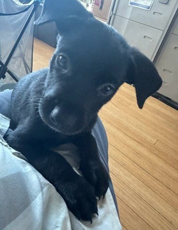 Photo of Trix, adoptable Labrador Retriever in Van Nuys, California