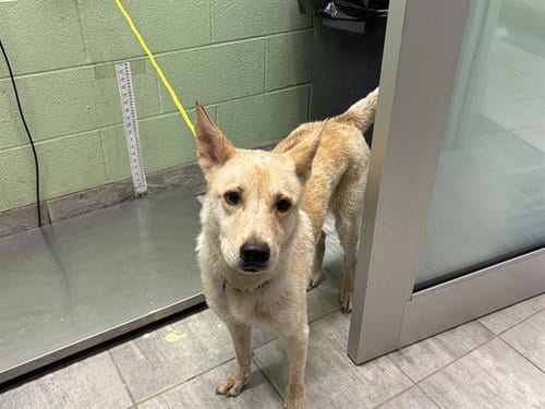 Photo of Lucinda, adoptable Labrador Retriever in Grand Prairie, Texas
