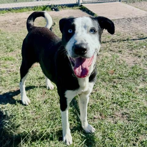 Photo of Bridget, adoptable Labrador Retriever in Conroe, Texas