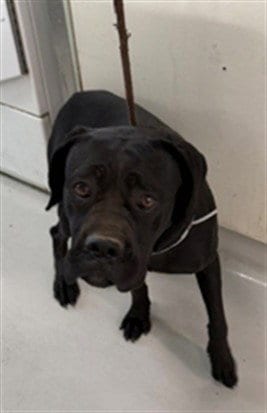 Photo of Stormy, adoptable Cane Corso Mastiff in Baldwin Park, California