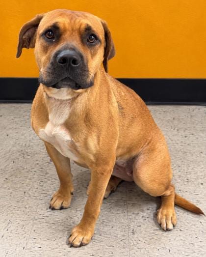 Photo of No WL, adoptable Black Mouth Cur in Inverness, Florida