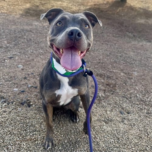 Photo of Nika, adoptable American Pit Bull Terrier in Mesa, Arizona