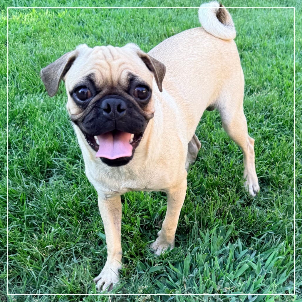 Photo of Anthony “Tony”, adoptable Pug in California, California