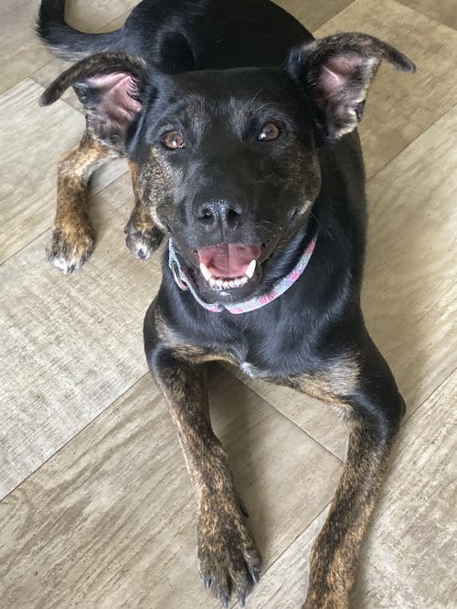 Photo of Carmi., adoptable Terrier in San Diego, California