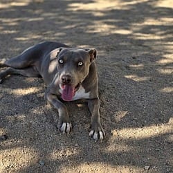 Photo of Koko, adoptable American Pit Bull Terrier Weimaraner in California City, California
