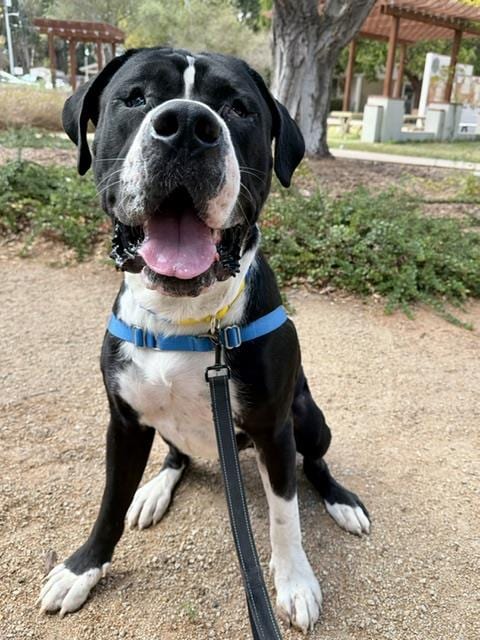 Photo of Biggie, adoptable Great Dane in Santa Barbara, California