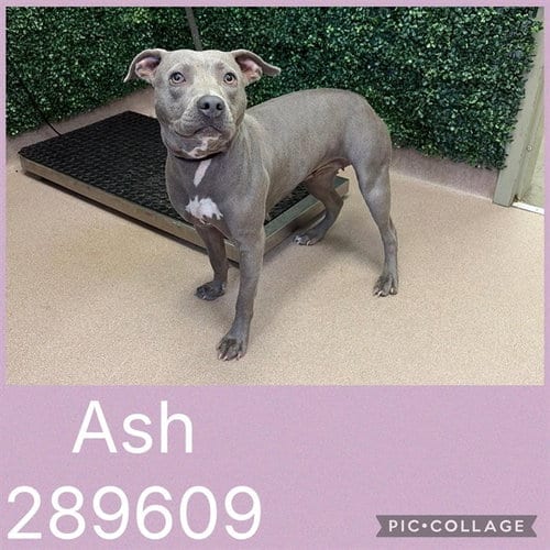 Photo of Ash, adoptable Pit Bull Terrier in Macon, Georgia
