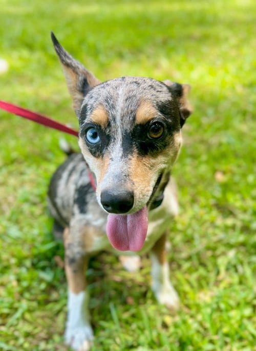 Photo of Thaddeus- blue eyed boy, adoptable Chihuahua in Oakhurst, New Jersey