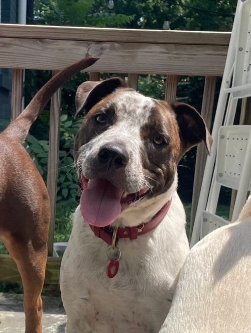Photo of Beau Bryce, adoptable American Bulldog in Nashville, Tennessee
