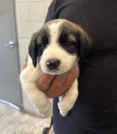 Photo of Dopey, adoptable Australian Cattle Dog/Blue Heeler in Rosenberg, Texas