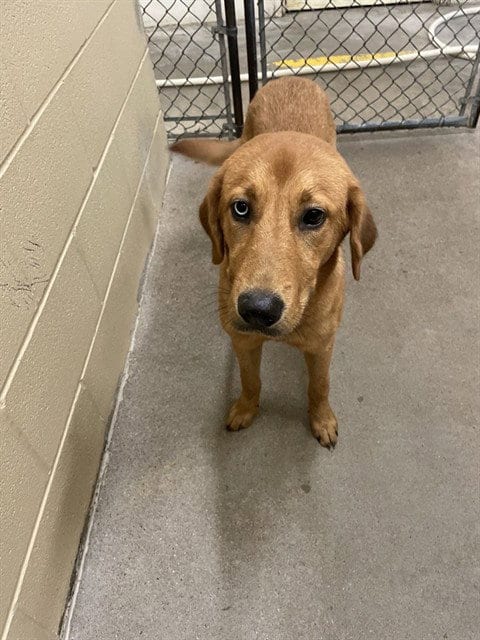 Photo of Wasabi, adoptable Labrador Retriever in Waco, Texas