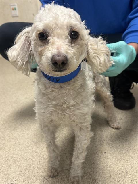 Photo of Balloon, adoptable Poodle (Miniature) in Riverside, California