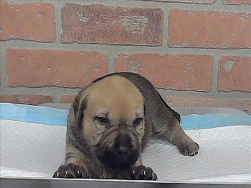 Photo of A2099071, adoptable Labrador Retriever in Houston, Texas