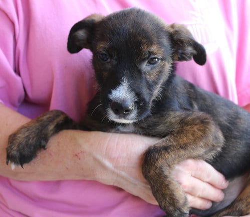 Photo of Mason 44382, adoptable Terrier in Prattville, Alabama