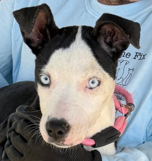 Photo of Vada, adoptable American Pit Bull Terrier in Carrollton, Georgia