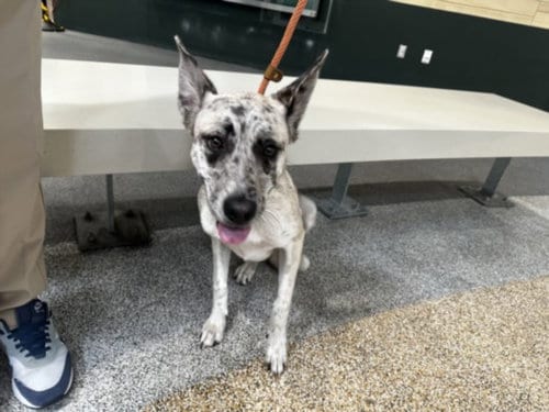 Photo of Pia, adoptable German Shepherd Dog in Los Angeles, California