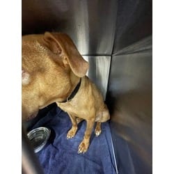 Photo of Autumn, adoptable American Pit Bull Terrier in Baton Rouge, Louisiana