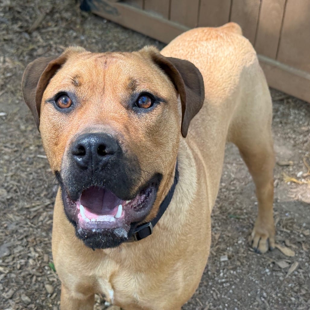 Photo of Barklava, adoptable Boxer in Decatur, Georgia