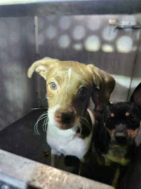 Photo of Delta, adoptable Chihuahua in San Antonio, Texas