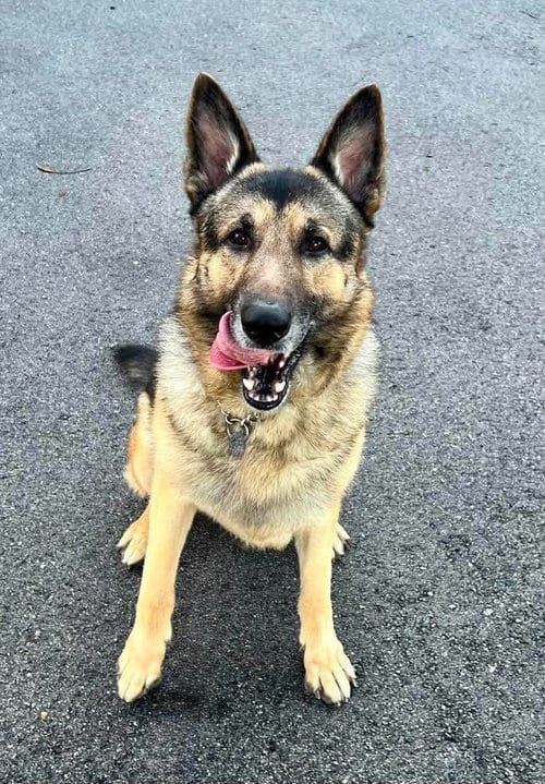 Photo of Bruno 3172, adoptable German Shepherd Dog in Plantation, Florida