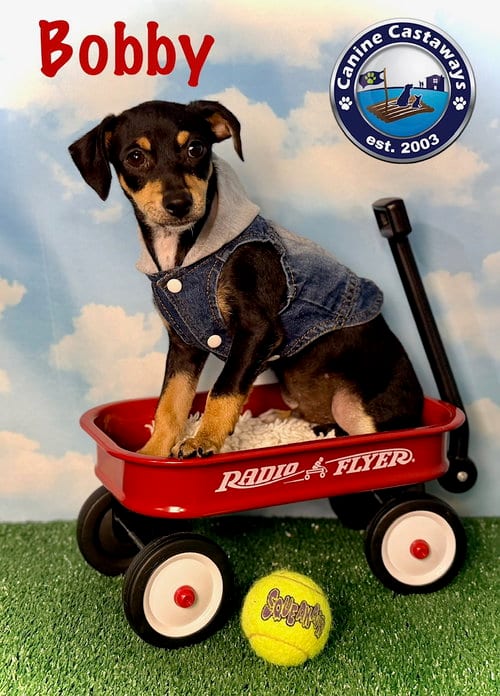 Photo of Bobby, adoptable Rat Terrier in Arcadia, Florida
