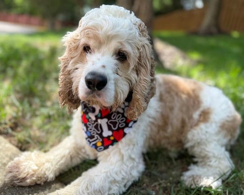 Photo of Rocky, adoptable Cocker Spaniel in Arlington, Virginia